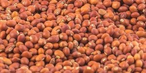 Red Pigeon Pea