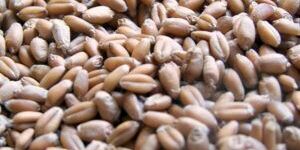 Wheat Grains