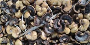 Cashew Nut Shell