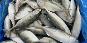 Indian Mackerel Fish