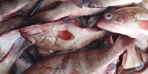 Reef Cod Whole Round Fish