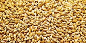 Barley