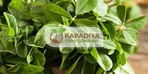 Fresh Fenugreek Leaves