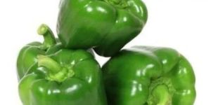 Fresh Capsicum