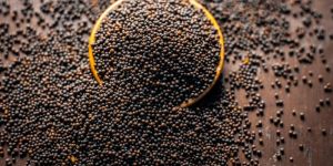 Mustard Seeds