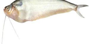 Pabda Fish