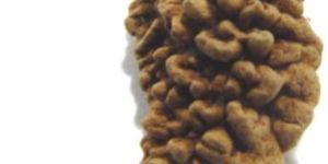 One Mukhi (Face) Rudraksha