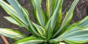 Agave Plant
