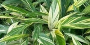 Alpinia Zerumbet Variegata Plant