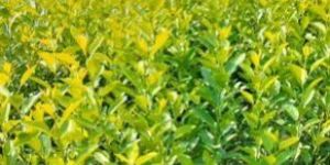 Balaji Lemon Plant