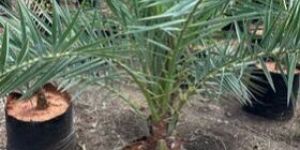 Dates Plant