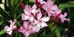 Kariveru Tall Flower Plant