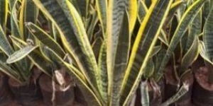 Sansevieria Trifasciata Snake Plant