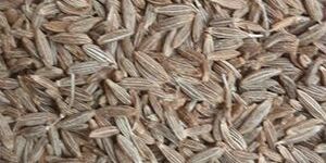 Cumin Seed