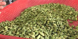 Green Cardamom