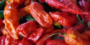 Dry Red King Chilli