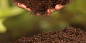 Cocopeat Compost