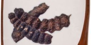 400ml Ryze Shikakai Shampoo with Conditioner