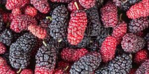 a Grade Fresh Mulberry