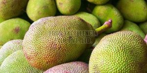 Fresh Jackfruit