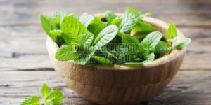 Green Fresh Mint Leaves