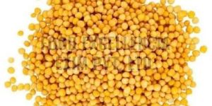 Yellow Mustard Seed