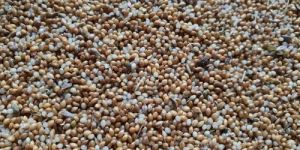 Kutki Millet Seeds