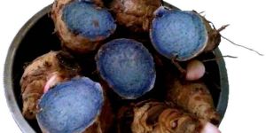 Black Turmeric
