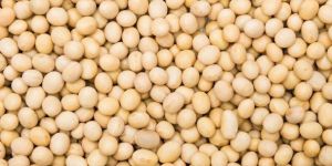 Soya Bean Seeds