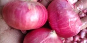 Fresh Red Onion