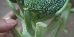 Fresh Broccoli