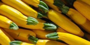 Yellow Zucchini