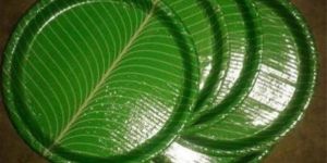 Disposable Paper Plates