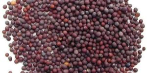 Mustard Seeds