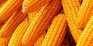 Yellow Maize