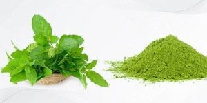Tulsi Powder