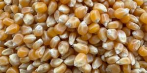 Corn Seeds Brazil