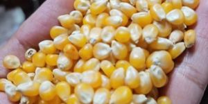 Corn Seeds USA