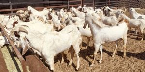 High Breed Sojat Qurbani Goats