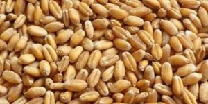 B Grade Wheat Grain