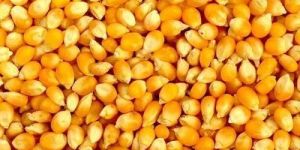 Yellow Maize
