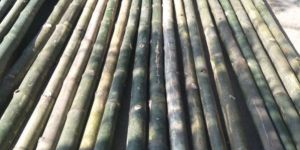 Bamboo Poles