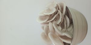 Fresh Oyster Mushroom