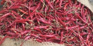 Dry Red Chilli