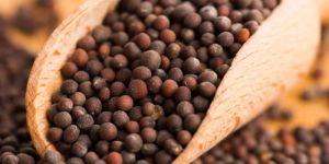 Black Mustard Seed