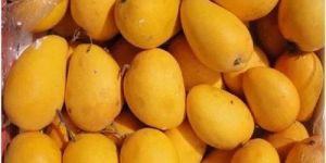 Fresh Banganapalli Mango