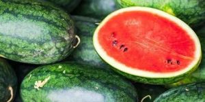 Fresh Watermelon