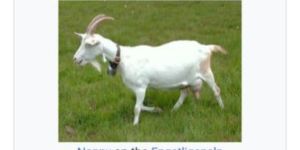 Saanen Goat