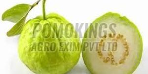 a Grade Fresh Green Guava