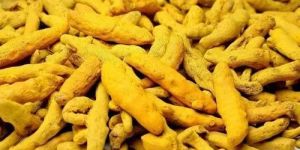 Raw Turmeric Finger